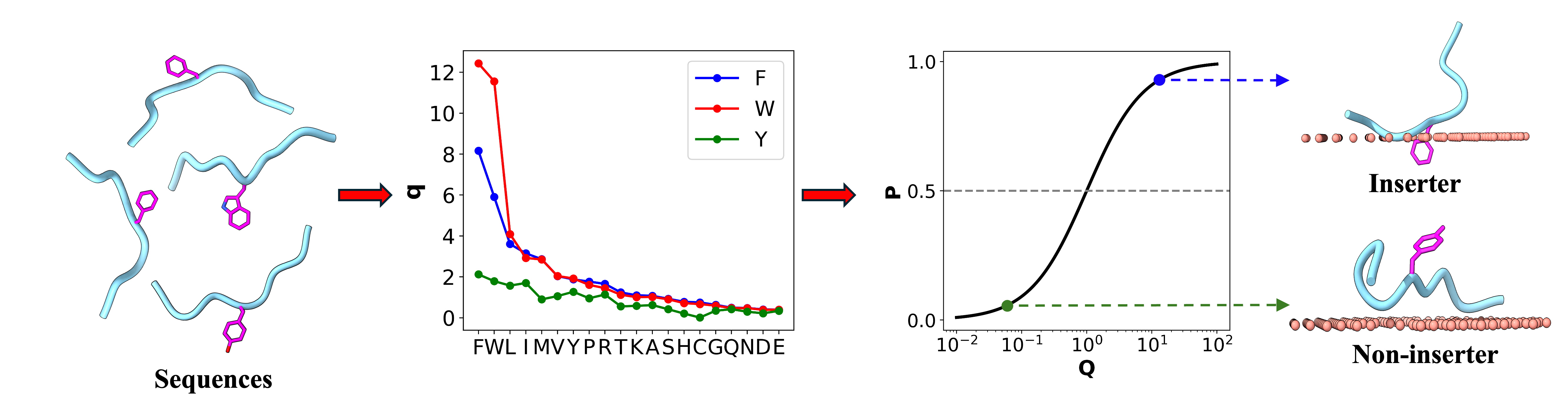 Membrane Protein Diagram
